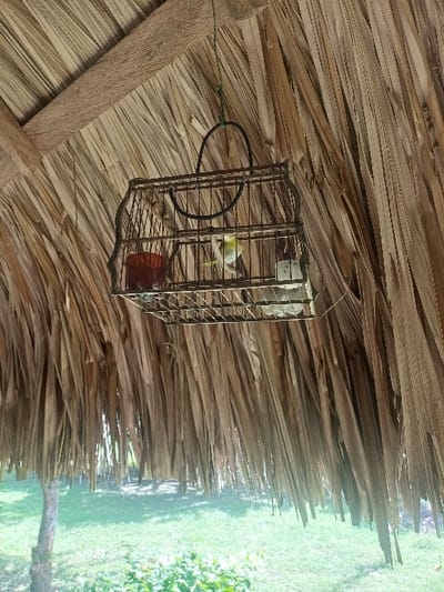 A small, light-colored bird, predominantly yellow-green, is perched inside a rectangular wooden and wire birdcage. The cage hangs from a thatched roof via a dark cord. Inside the cage, a red, open-top container and a white, rectangular feeder/waterer are visible. The bird faces left, appearing to interact with its surroundings. The overhead structure consists of a densely layered thatched roof made of dried palm fronds, with a robust wooden beam visible across the upper left. Below the edge of the thatch, an outdoor scene is discernible, featuring green grass, dense green foliage in the foreground, and a slender tree trunk on the left, indicating a natural or garden environment. The setting is an unspecified location, likely a covered porch or open-air dwelling, within the city of Cotorra, Colombia. No human subjects are present.