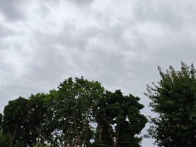 A wide-angle, low-angle shot captures the tops of several deciduous trees against a heavily overcast sky. The trees, predominantly green, fill the lower portion of the frame. The sky is a uniform grey, with subtle variations in cloud density and texture, suggesting a cloudy day. The scene appears to be outdoors, likely in a park or residential area. No people or specific structures are visible. The image was taken in Shakhtarsk, Ukraine.