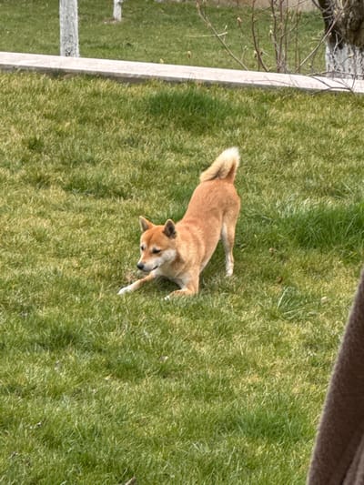 The image displays a reddish-brown dog, consistent with a Shiba Inu, in a play bow stance on a well-maintained green lawn. The dog's front legs are extended forward with its chest low to the ground, while its hindquarters are elevated and its tail is curled upwards over its back. Its head is turned towards the left. In the background, a light-colored concrete or stone border horizontally separates the lawn from an area featuring trees with white-painted lower trunks and bare, budding branches. A blurred, light brown fabric object is partially visible along the extreme right edge of the frame. The scene is illuminated by natural daylight and is located in Baiachevo, Bulgaria.