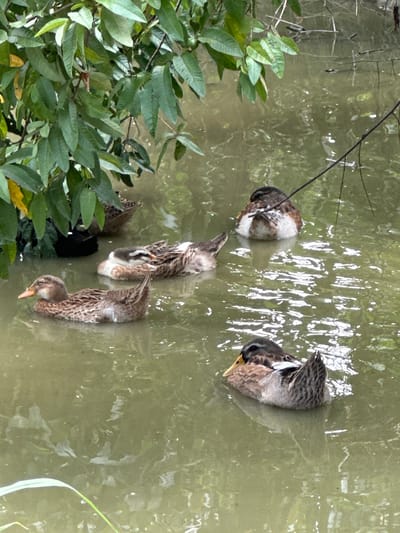 The image displays a tranquil scene of several ducks in murky green-brown water, likely a pond or canal, within Ngọc Đường Commune, Vietnam. At least five ducks are visible, occupying different parts of the water body.
On the left side of the frame, lush green foliage from a bush or tree extends over the water, providing a natural backdrop. Thin, dark branches also reach into the water from above the foliage.
The ducks are engaged in typical waterfowl activities. One duck in the bottom right and another closer to the top left have their heads partially or fully submerged, indicating they are dabbling or foraging for food beneath the surface. Another duck towards the top right appears to be resting or preening, with its head tucked back into its feathers. A similar posture is adopted by a duck near the upper-left side. The water surface exhibits ripples and reflections of light, suggesting movement and ambient daytime lighting, possibly under an overcast sky or during softer light hours. The ducks' feathers are a mix of mottled browns, grays, and whites, common for species like mallards or domestic ducks. No visible text is present in the image.