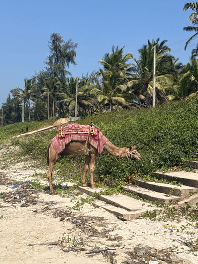 A decorated camel stands beside a concrete structure resembling wide steps overgrown with greenery. The background reveals lush palm trees under a clear blue sky. The ground near the concrete structure is littered with various forms of trash. The camel wears a decorative saddle blanket and halter.