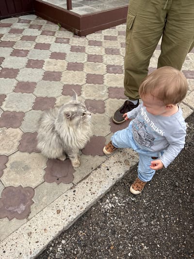 A fluffy grey cat sits on a patterned paver walkway, looking to its right. A toddler wearing a grey long-sleeved shirt with a "Monster Truck" graphic and light blue jeans stands to the cat's right, looking down at the cat. The toddler's legs are bent, and their right foot is slightly forward. Behind the toddler are the legs of an adult wearing olive green cargo pants and dark brown shoes. The scene appears to be outdoors, possibly on a sidewalk or patio, with a concrete curb visible in the foreground. The ground is paved with square tiles in alternating cream and reddish-brown colors, arranged in a repeating pattern. The overall environment suggests a residential or public outdoor area in Русский Турек, Russia.