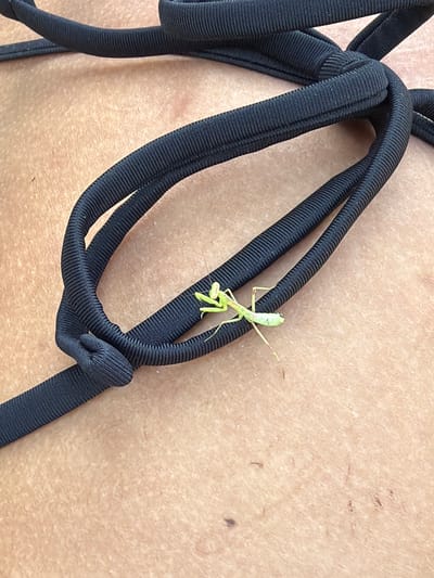 A praying mantis is perched on a black swimsuit strap against a light brown, textured background, possibly skin. The praying mantis is small and bright green, with its forelegs held in a characteristic praying posture. The swimsuit strap is made of a ribbed, elastic material and is tied in a knot. The background appears to be a person's skin, with visible pores and some slight discoloration. The lighting suggests it is daytime, and the setting is likely outdoors or in a well-lit indoor space. There is no visible text in the image.