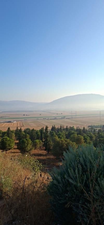 A landscape view shows a hazy sky over the Jezreel Valley in Israel. In the foreground, dry grass and a green shrub populate a hillside. Below the hillside, a forest of pine trees stretches across the middle ground. Beyond the forest, agricultural fields are visible, intersected by a road with several trucks and utility poles. In the distance, a large, rounded mountain range is shrouded in fog. The sun is low in the sky, casting a warm glow over the scene.