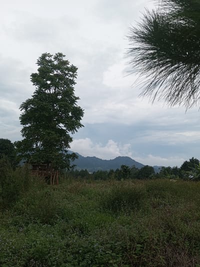 The image displays an outdoor landscape in Abbireddygudem, India. The foreground consists of a dense field of green and brown vegetation, with scattered small purple flowers. In the left midground, a tall, full-canopied deciduous tree is prominent, beneath which a multi-level, rustic wooden structure, resembling an elevated platform or treehouse, is visible. Further in the midground, a line of varied trees separates the foreground vegetation from distant, dark green forested hills that extend across the horizon. The sky is overcast with a mix of grey and white clouds. Out-of-focus, dark green pine needles are visible in the extreme upper right foreground. No individuals are present, and no specific actions or interactions are occurring.