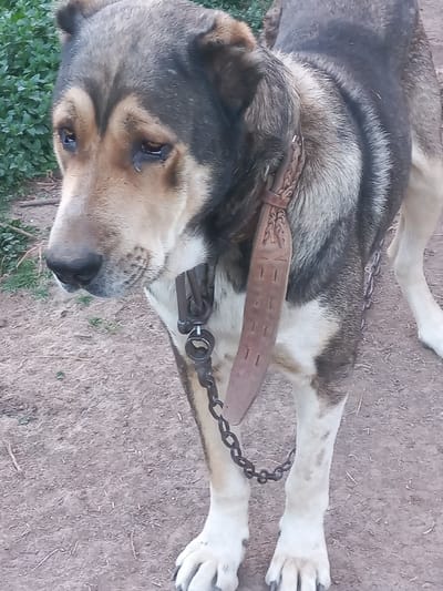 A large, domestic dog, likely a Caucasian Shepherd Dog or similar breed, stands on a dry, light brown dirt surface in Akhaltsikhe, Georgia. The dog possesses a multi-colored coat, predominantly dark grey and black over its back and head, transitioning to lighter brown/tan markings around its muzzle and eyes, and white/cream fur on its chest and lower legs. Its eyes are dark and appear cast downward. A thick, light brown leather collar encircles its neck. Attached to the collar is a dark metal chain, extending downward from the dog's right side. Also suspended from the collar, below its right ear, is a brown leather scabbard, decorated with an embossed plant motif, possibly a wheat stalk, and two sets of three vertically aligned dots. In the background to the left, green foliage is visible. No other subjects or actions are depicted.