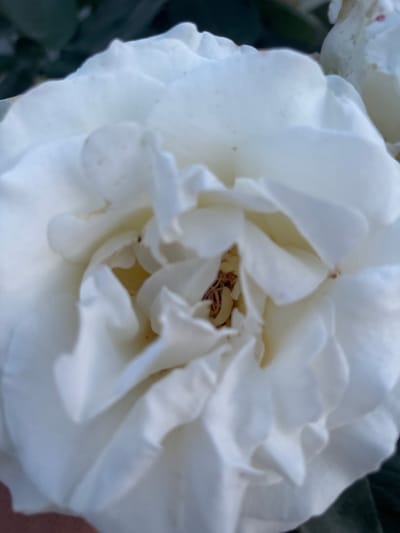 The media file is a close-up, shallow depth-of-field photograph of a white rose bloom. The focus is on the intricate layers of the petals, which are a creamy white with hints of yellow in the center. The center of the rose reveals some brown stamens and pistils, suggesting the flower is mature. The lighting appears soft, indicating it might be daytime, possibly morning or late afternoon, as there are no harsh shadows. The background is softly blurred, showing dark green foliage and possibly other white flowers, indicating a garden or natural setting. There is no visible text. The image evokes a sense of delicate beauty and tranquility. The location is specified as Bochmanivka, Ukraine, which provides a geographical context. The photograph does not contain any people.
