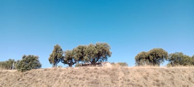 The image depicts a landscape scene under a clear blue sky, likely in Trujillo, Spain. The foreground is dominated by a dry, grassy hillside with rocky outcrops, suggesting a warm, possibly arid climate. A line of trees, predominantly broadleaf varieties, runs across the middle ground, separated by a wire fence. Behind the trees, a small, rustic building with a reddish-brown roof is partially visible, nestled amongst the foliage. The time of day appears to be late morning or early afternoon, given the bright sunlight and lack of long shadows. The overall impression is one of a rural, natural setting, possibly on the outskirts of a town or in the countryside, characterized by a peaceful and somewhat arid atmosphere. There is no visible text in the image.