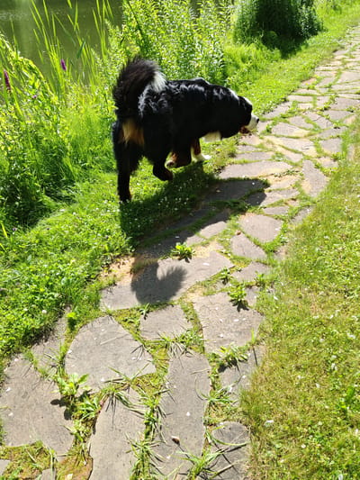 A Bernese Mountain Dog is walking on a flagstone path next to a body of water and dense green vegetation. The dog is facing to the right and its tail is raised. The flagstones are unevenly shaped and placed, with grass growing in between them. The vegetation to the left of the path is tall and leafy, with some purple flowers visible. The water is calm and reflects the greenery. The scene is illuminated by bright sunlight, casting shadows on the path and grass. The location is not specified within the city of Neva, Russia.