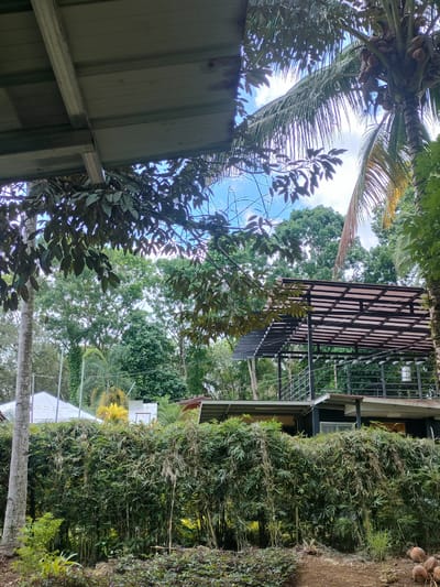 The image depicts a tropical scene in Kidapawan City, Philippines, likely a resort or a private property. In the foreground, a dense hedge of bamboo plants forms a natural barrier. Beyond the bamboo, a modern, multi-level structure with a black roof and steel supports is visible. This building appears to be a house or a commercial establishment, possibly with an elevated deck or balcony. Several palm trees, including one laden with coconuts, are interspersed with lush green foliage. The sky is partly cloudy, with patches of blue visible through the leaves. The overall environment suggests a humid, tropical climate, common in the Philippines. There are no people visible in the image.