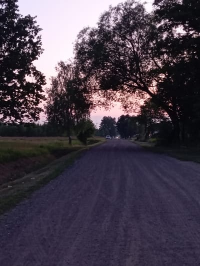 The image depicts a rural road in Dybów-Kolonia, Poland, at dusk or dawn. The road is unpaved and appears to be made of gravel. Trees line both sides of the road, with dense foliage silhouetted against a pale pink and purple sky. The trees on the left are dark and full, while those on the right are more sparse, with branches creating an archway over the road. In the distance, a few vehicles are visible on the road, suggesting it is a route used by local residents. The surrounding landscape consists of fields and vegetation, indicative of a countryside setting. The overall atmosphere is quiet and serene, with the soft light of twilight casting long shadows.