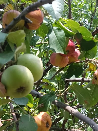 A close-up, low-angle shot captures a cluster of apples on a tree branch, set against a backdrop of lush green leaves and dappled sunlight. The apples vary in color, with some appearing a vibrant green and others a mix of red and yellow, suggesting different stages of ripeness. Several branches crisscross the frame, some bare and dark, others adorned with leaves. The overall impression is one of a natural, outdoor setting, likely an orchard or garden, typical of rural areas like the city of Chüy, Kyrgyzstan, known for its agriculture. There are no people or animals visible in the frame. The scene is tranquil and peaceful, emphasizing the natural beauty of the fruit-bearing tree.