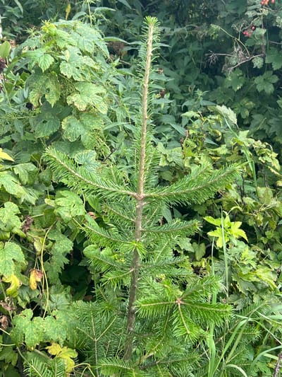 The image shows a young fir tree in the foreground, surrounded by dense green foliage and other plants. The fir tree is tall and slender with numerous branches covered in needles. Behind the fir tree, there are various broad-leafed plants, some with yellowing leaves, and in the background, darker green leaves create a textured backdrop. A few small red berries are visible on a branch in the upper right of the image. The overall environment appears to be a natural, uncultivated area, possibly a woodland edge or overgrown garden. The image is taken from a medium distance, focusing on the fir tree and its immediate surroundings. There are no people or animals visible in the image.