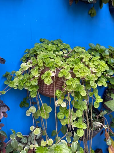 The image depicts a segment of a vertical garden against a vibrant blue wall, situated in Garut, Indonesia. A prominent *Pilea nummulariifolia*, commonly known as Creeping Charlie, occupies the central frame. This plant features numerous small, rounded, light green leaves with a distinctive crinkled texture, showing some areas of paler variegation. It is housed within a brown, woven plastic hanging pot, from which multiple slender stems trail downwards, adorned with similar foliage. To the right, an additional plant with darker green, ovate leaves is partially visible in an obscured container, also affixed to the blue wall. The bottom portion of the image displays further wall-mounted plants, including specimens with dark reddish-purple and variegated green leaves. No human or animal subjects are present. The scene is uniformly lit, consistent with ambient daylight.