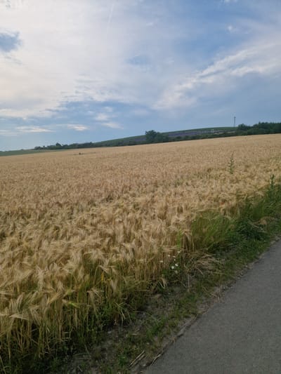 This image depicts a vast, golden field of ripe grain, likely wheat or barley, stretching towards a gently sloping hill in the background. The field occupies the majority of the frame, with its stalks swaying slightly. A narrow, asphalt road runs along the right edge of the image, bordering the field. Along the crest of the hill, a line of trees and scattered buildings are visible, with a hint of purple, possibly lavender fields, interspersed among them. In the distance, a tall communication tower stands against the sky. The sky above is a mix of pale blue and white clouds, with a faint contrail suggesting an aircraft. The overall scene conveys a peaceful, rural landscape. The location is Starovičky, Czechia.