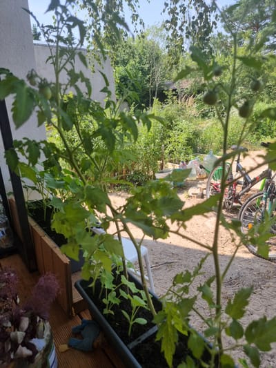 The image depicts an outdoor scene, likely a backyard or garden area in Szczaki, Poland. The perspective is low, looking up through the branches of a tomato plant, which is in the foreground. The plant has several small green tomatoes visible.
In the middle ground, a bicycle is parked. It appears to be a mountain bike with a green frame and black accents. Beside the bicycle, there are several large plastic water bottles, some filled and some empty. Beyond the bicycle, a dense green hedge or shrubbery can be seen, with a hint of a wooden structure or fence.
The background consists of more greenery, suggesting a natural or overgrown environment. The ground appears to be sandy or dirt. The lighting indicates it is daytime, with sunlight casting shadows. The weather appears to be clear and sunny.
In the bottom right of the image, a wooden shelf or planter box is visible, with some dried purple plant material and a small blue stuffed toy. A section of a light-colored wall, possibly part of a building, is also present in the lower left.
The overall impression is one of a casual, somewhat unkempt outdoor space, possibly a home garden or a storage area for garden supplies. No people are visible in the image. The focus is on the plant life and the presence of the bicycle and water bottles.