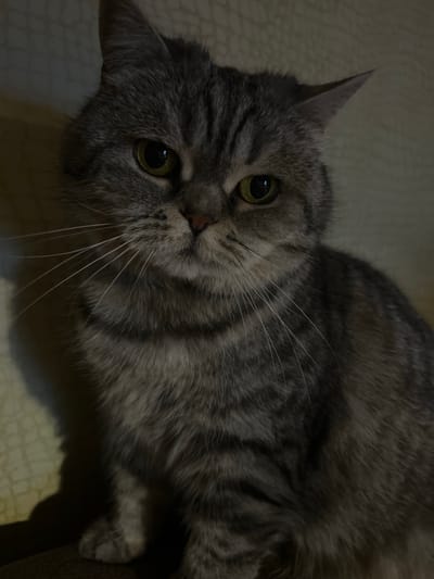 A gray tabby cat with golden eyes lies on a light-colored surface. The cat is looking directly at the camera. The location is unknown and there is no indication of the city of Bobrov, Russia.