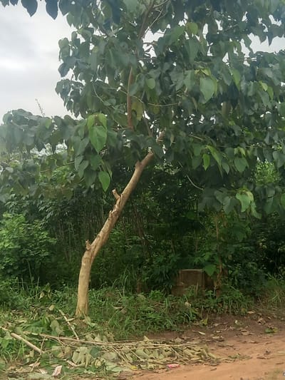 A medium shot captures a tree with a light brown, textured trunk and many green leaves in Igbosa, Nigeria. The tree is positioned on the left side of the frame, leaning slightly to the right. Its branches extend upwards and to the right, with dense foliage. Beneath the tree, the ground is covered with dried leaves and branches, suggesting recent pruning or natural shedding. To the right of the tree, there is a concrete structure partially obscured by greenery. The background is filled with lush, green vegetation, creating a sense of a natural or semi-rural environment. The sky above is overcast with a light gray hue.