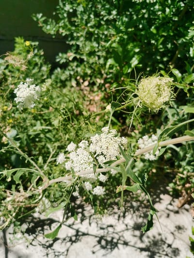 The image shows a close-up, high-angle view of Queen Anne's Lace flowers and foliage in an outdoor setting. The flowers are white and appear to be in various stages of bloom, with some fully open and others still forming buds. The leaves are green and feathery, with serrated edges. The background is filled with more green foliage, suggesting a natural or garden environment. The sunlight creates shadows on a light-colored, textured surface below the plants. There are no people visible in the image. The scene is located in Karabair, Uzbekistan.