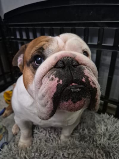 A close-up, tilted, high-angle shot shows an English Bulldog with its large, wrinkled face taking up much of the frame. The dog has a tan and white body, with a black nose and pinkish patches around it. Its eyes are dark and glossy. A metal crate with dark bars is visible to the left, and a gray shaggy rug or blanket sits to the right and behind the dog. Given the lack of exterior views or specific landmarks, it's impossible to place the location precisely in Mont-Saint-Martin, France; the image's content suggests it is indoors.