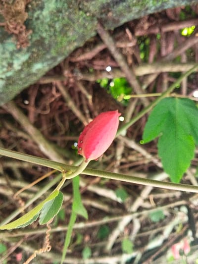 The image displays a close-up view of a vibrant red, ovoid fruit or bud, approximately 2-3 cm in length, featuring small, raised, light-colored bumps near its base. It is attached to a slender green stem or vine, from which a small green leaf and a coiled tendril extend to the lower left. A larger, broad green leaf is situated to the right of the red object, also on a stem. The background consists of a dense, out-of-focus array of intertwined brown branches and green foliage, with bright highlights indicating filtered sunlight. A moss-covered log or thick branch is visible in the upper left of the frame. The scene is a natural outdoor setting, devoid of human presence or man-made objects, located in Masulog, Philippines.