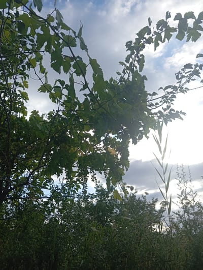 The image depicts a natural landscape, likely an outdoor scene in the vicinity of Kızıl-Bel, Kyrgyzstan. The foreground is dominated by dense, green vegetation, including tall grasses and leafy plants, which are largely in shadow, suggesting it is either early morning or late afternoon. Above the lower vegetation, branches of a leafy tree, possibly a grapevine due to the shape of the leaves and presence of small, unripe grape clusters, extend into the frame from the left and upper center. These branches are backlit by the sun, which is partially obscured by clouds, creating a bright, hazy effect and silhouetting some of the leaves and branches. The sky is visible in the upper portion of the image, with a mix of white clouds and patches of blue. A few slender stalks of dry grass or reeds are prominent in the mid-ground, rising above the greener foliage and also appearing silhouetted against the bright sky. The overall impression is of a rural or natural environment on a cloudy day. There are no people or man-made structures clearly visible in the image.