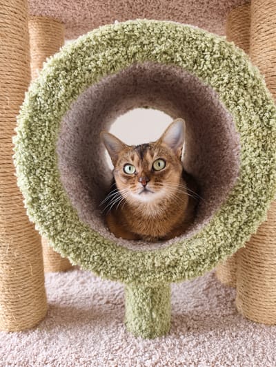 A brown and tan Abyssinian cat sits inside a round, carpeted cat tunnel. The tunnel has an outer ring of green shag carpet and an inner lining of tan shag carpet. The tunnel is part of a cat tree, which has beige, rope-wrapped support poles. The cat tree is placed on beige carpet. The cat faces forward with wide, green eyes. The background behind the tunnel opening is white. The location is unspecified, and there is no indication of it being Kolosisty, Russia.