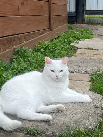 A white cat with green eyes is lying on a concrete pathway next to a wooden fence. The pathway is made of irregular concrete slabs interspersed with grass and weeds. The wooden fence, made of horizontal planks, is weathered and brown. In the background, there are more green plants and a metal gate. The lighting suggests it is daytime. The location is identified as Pamyati 13 Bortsov, Russia.