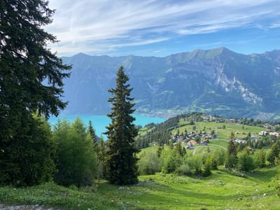 The image captures a scenic vista from the mountain village of Axalp, Switzerland. In the foreground, lush green grass blankets the rolling hills, interspersed with wildflowers and scattered rocks. Several coniferous trees stand tall, with a prominent, dark green evergreen tree in the center and a cluster of lighter green trees to its left. Further into the background, a vibrant turquoise lake, likely Lake Brienz, glistens under a bright blue sky with wispy white clouds. Along the slopes leading down to the lake, a picturesque village with numerous red-roofed houses is nestled amongst a dense scattering of trees. The majestic Swiss Alps form a formidable backdrop, their rugged, layered peaks fading into a hazy blue in the distance. The overall impression is one of serene natural beauty, characteristic of the alpine landscape.