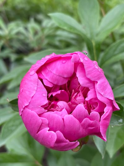 A close-up, eye-level shot features a partially bloomed pink peony flower with water droplets on its petals. The flower is the central focus, positioned slightly to the right of the frame. The background consists of soft-focus green foliage, suggesting an outdoor garden setting. There are no people or animals visible in the image. The lighting appears natural, possibly overcast or diffused sunlight, highlighting the texture of the petals and the glistening water droplets. The scene is tranquil and focused on the natural beauty of the flower. This image was captured in the city of Bolshoy Kamen, Russia.
