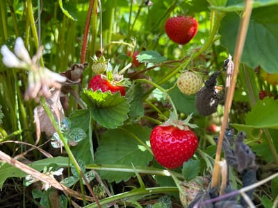 The image shows a close-up view of strawberry plants in a garden setting, with several ripe red strawberries, unripe white strawberries, green leaves, and some dried plant material visible. The scene is set in the city of Savonlinna, Finland, on a sunny day, suggested by the bright lighting and dappled sunlight. There are no people or animals present in the image. The focus is on the details of the plants, with some elements slightly out of focus, creating a shallow depth of field. The environment appears natural and overgrown, indicative of a thriving garden or allotment.