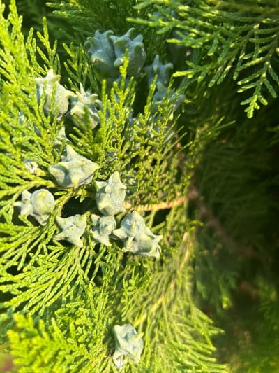 The image displays a close-up view of a green coniferous tree, likely a cypress, with numerous small, light-green, star-shaped cones. The foliage is dense and feathery, with sunlight filtering through, creating highlights and shadows. The overall impression is of a healthy, vibrant plant. The location of this tree in Środa Wielkopolska, Poland, cannot be determined from the image alone. There are no people, actions, or interactions visible in the scene.