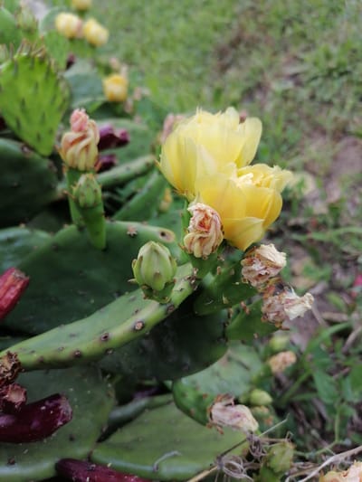 The media file shows a close-up of a prickly pear cactus with several yellow flowers in bloom and some developing buds. The cactus pads are green and flat, characteristic of the Opuntia genus. Some of the flowers are fully open, revealing delicate yellow petals, while others are still in bud form, tightly closed. There are also some dried, faded flower remnants visible on some stalks. The background is a blur of green foliage, suggesting an outdoor setting, likely a garden or natural area. The lighting appears natural, indicating it was taken during the daytime. The overall impression is one of nature's resilience and beauty, with the bright yellow flowers standing out against the green cactus and the soft, out-of-focus background. The setting appears to be Durankulak, Bulgaria, a location known for its natural beauty and coastal landscapes.