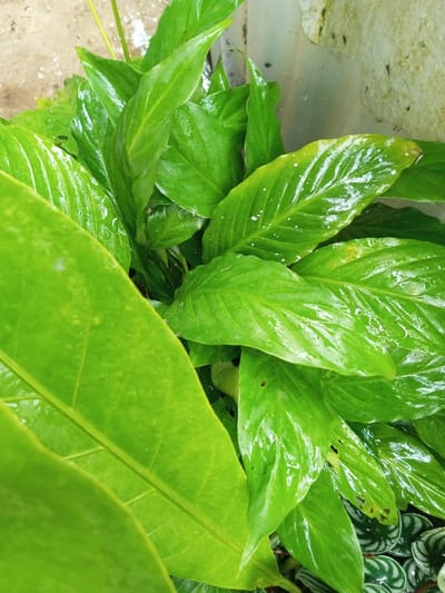 The image captures a vibrant cluster of glossy, green leaves. The leaves vary in size and shape, some broad and rounded, others elongated and pointed. Water droplets adorn several surfaces, adding a glistening texture. A hint of a light-colored wall or surface is visible in the background, alongside a few circular, patterned leaves partially visible at the bottom. The overall impression is one of lushness and freshness.