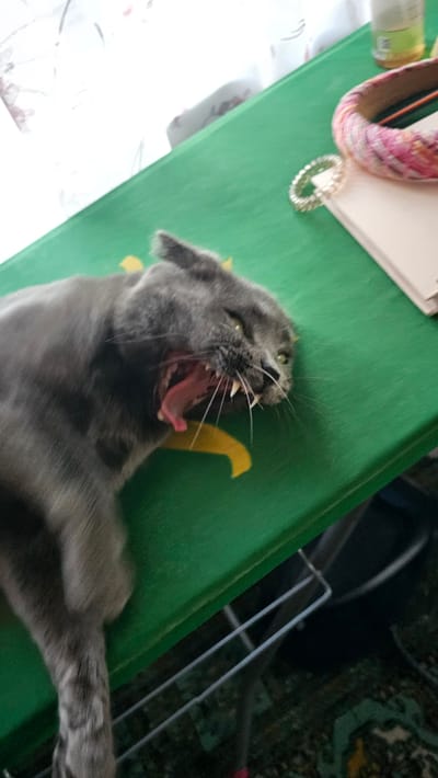 A grey cat is captured mid-yawn, its mouth wide open, revealing its tongue and sharp teeth. The cat lies on a vibrant green surface, possibly a mat or a tablecloth, which has a yellow stylized pattern of what appears to be a lightning bolt or a flame on it. In the upper left corner, out of focus, are some items including a pink and white striped object, a white notebook or paper, and a bottle. To the right of the cat, the background is dark and out of focus, with some metallic-looking bars visible, suggesting a cage or a rack. The lighting appears to be indoor. The image is slightly blurry and has a tilt, giving it a candid and dynamic feel. The cat's expression is the central focus, conveying a moment of deep sleepiness or a vigorous stretch.