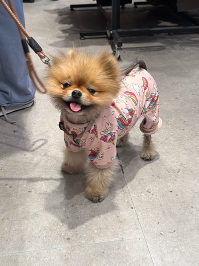 A tan Pomeranian dog wearing a pink jumpsuit with unicorn and rainbow patterns stands on a speckled gray tile floor. The dog is attached to a brown leash, which is connected to a light blue bag. The background includes a dark structure with visible metal legs. The image was likely taken indoors in Kiryat Ekron, Israel.