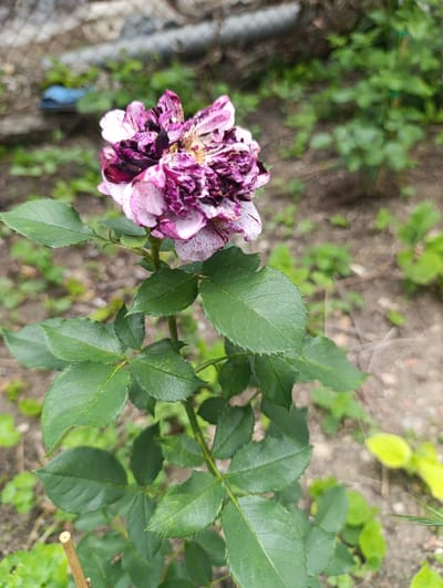 This is a close-up photograph of a single, variegated rose bloom in a garden. The rose has petals that are a mix of light pink with dark purple splotches and speckles. The flower is in focus, with the petals appearing somewhat ruffled and delicate. Below the bloom, a stem with several dark green leaves is visible. The leaves are serrated along the edges and have a matte finish. A thin, light-brown stake or twig is positioned near the bottom left of the frame, possibly supporting the rose stem.
The background is softly blurred, indicating a shallow depth of field. It consists of dry, earthy ground with patches of green foliage, suggesting an outdoor setting in a garden or natural area. In the upper left corner of the background, a portion of a light-colored wire fence and some out-of-focus greenery can be seen. The lighting appears to be natural daylight, and the overall impression is one of a calm, perhaps slightly overcast day. There are no people visible in the image, and no text is present. The context of Nikolichevtsi, Bulgaria, suggests this is likely a garden in that region.