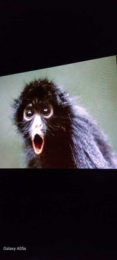 A close-up, vertically oriented image features a black-furred monkey, possibly a spider monkey, appearing upside down and dominating the central frame. The monkey's face is prominent, characterized by large, dark, reflective eyes. Its mouth is wide open, revealing an orange-brown interior, suggesting it might be vocalizing, yawning, or displaying a surprised expression. The fur around its face is dense and dark.

The monkey is set against a soft, out-of-focus background of light green, which could be blurred foliage or a simulated natural environment. Black borders frame the image on the left and right, indicating it is likely a photograph taken of a screen or display, a notion supported by slight digital artifacts or screen lines visible in the background.

In the bottom right corner, vertically aligned, the text "Galaxy A05s" is visible, likely indicating the device used to capture the photograph of the screen. No specific time of day or weather conditions can be determined. Given the subject's likely species, it is not native to Zavoy, Bulgaria, suggesting the image captures a monkey in a zoological setting, or it's a photograph viewed in that location.