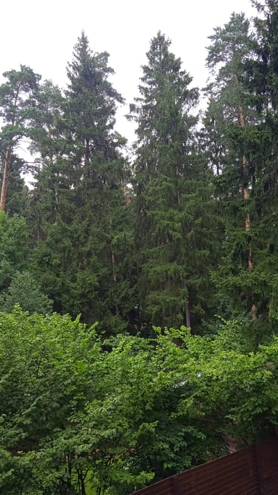 A dense forest of tall evergreen trees, primarily spruces, dominates the frame. The trees are closely packed, creating a thick canopy that obscures much of the sky. In the foreground, lush green deciduous bushes and smaller trees are visible, with a rustic wooden fence running along the bottom right edge of the image. The scene appears to be a natural outdoor environment, likely in a park or residential area on an overcast day. The location is identified as Sosnovy Bor, TsZH, Russia.