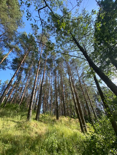 This media file depicts a forest scene with numerous tall, slender trees, likely pines, lining a grassy slope. The camera angle is looking upwards towards the sky, emphasizing the height of the trees and the canopy of leaves. Sunlight filters through the branches, creating a dappled effect. The grass on the slope appears long and somewhat wild, suggesting a natural, untamed environment. The sky is a clear, vibrant blue, indicating a sunny day. There are no people or man-made objects visible in the frame. The overall impression is one of a peaceful, natural setting. The time of day appears to be daytime, likely late morning or afternoon, given the brightness of the sunlight. The location is identified as Чэрвеньскі сельскі Савет, Belarus.