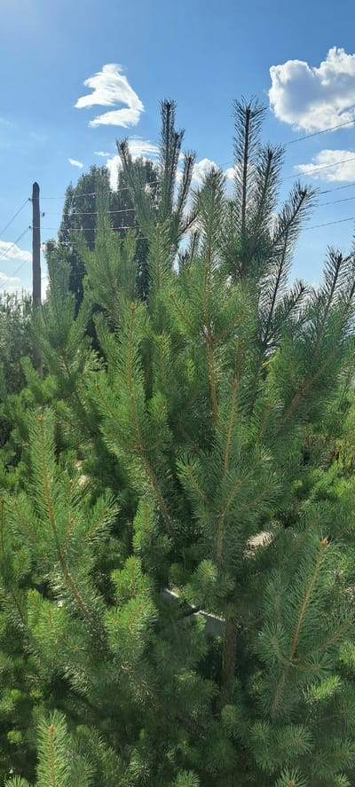 A close-up, eye-level shot features the dense green foliage of a pine tree, its needles sharp and distinct. The tree's branches extend outwards, creating a layered effect. Behind the pine, a line of taller, darker trees is visible, suggesting a forest or park setting. Further back, a wooden utility pole stands, with wires stretching across the frame. The sky above is a bright blue, dotted with scattered white clouds. The overall scene is tranquil, capturing a natural landscape with hints of human infrastructure. The location is identified as Bash-Kaiyndy, Kyrgyzstan.
