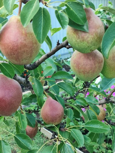 A close-up, eye-level shot shows a pear tree laden with ripe pears, set against a blurred background of greenery and a light blue structure, possibly a fence. The pears vary in color, with some exhibiting a predominantly reddish-pink hue and others a mix of green and blush. They are clustered on branches adorned with lush green leaves. The overall impression is one of abundance and natural growth. The image was taken in the village of Shopino, Russia.