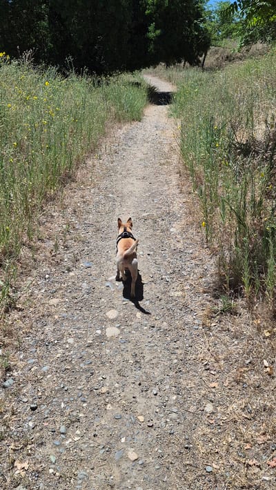 A small, tan and white dog wearing a black harness walks away from the camera on a gravel path. The path winds through a landscape with tall, dry grass and scattered yellow wildflowers. Dense green trees line the left side of the path in the background, and the right side slopes upwards with more dry vegetation and some scattered green bushes. The sky is visible at the top of the image, appearing bright blue. The scene suggests a warm, sunny day, likely in a natural or park-like setting. The location is the Ancil Hoffman Park in Carmichael, California, United States.