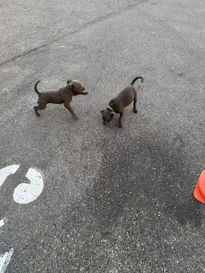 Two young, dark-grey puppies are on an asphalt surface. One puppy is in the foreground on the right, facing left and sniffing the ground. The other puppy is to the left and slightly behind the first, in motion with its front legs extended as if playing or running. White markings, possibly part of a parking space or directional arrow, are visible on the asphalt in the lower left portion of the image. A bright orange traffic cone is partially visible in the lower right corner. The setting appears to be an outdoor urban environment.
