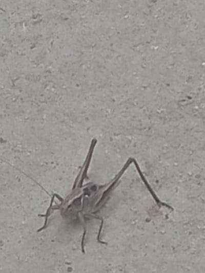 A brown and tan grasshopper is shown on a textured gray concrete surface in Arashan, Kyrgyzstan. The grasshopper is positioned in the lower center of the frame, facing towards the right. Its long, thin legs are spread out, with two hind legs extended backward. The grasshopper's antennae are visible, extending forward and to the left. The background is an out-of-focus gray surface with small flecks and irregularities, consistent with concrete. There are no other discernible objects or individuals in the frame.