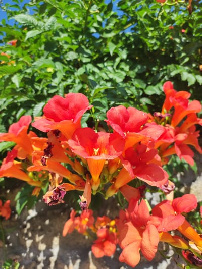 The image shows a close-up of a cluster of trumpet-shaped orange and red flowers, likely Campsis, growing against a stone wall. Lush green foliage and a bright blue sky form the background. The flowers are in various stages of bloom, with some fully open and others in bud. The stone wall appears weathered and has patches of white and grey discoloration. The lighting suggests it is a sunny day. No people or animals are visible in the image. The scene is captured outdoors, possibly in a garden or on a building exterior.