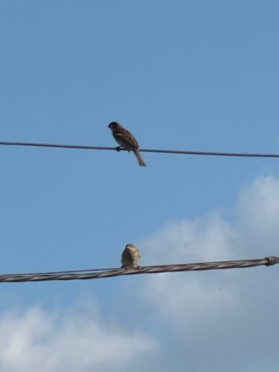 Two sparrows are perched on electrical wires against a blue sky with scattered clouds. One sparrow, on the left, is facing left and appears to be grooming or resting. The other sparrow, on the right, is also facing left and is positioned higher on the wire. The wires are dark and appear to be twisted together in strands. The scene suggests it is daytime, possibly late morning or early afternoon given the bright sky. There is no visible text in the image. The location is Uhersko, Ukraine.