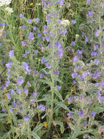 The image depicts a close-up, overhead view of a patch of wild vegetation, dominated by tall, slender stalks of purple-blue flowers, likely Viper's Bugloss (Echium vulgare). These flowers are clustered densely along the stems, with some white flowers, possibly Yarrow (Achillea millefolium), interspersed among them, particularly in the upper left quadrant. The stems and leaves of the plants are covered in fine, silvery hairs, giving them a slightly fuzzy appearance. The overall impression is a wild, overgrown meadow or roadside verge. The setting is described as being in the city of Kubina, Russia, suggesting a naturalistic environment within an urban or semi-urban area. There are no people or animals visible in the frame. The lighting appears to be natural daylight, and the focus is sharp on the flora.