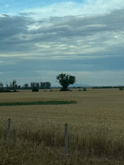 This media file depicts a vast, open field under a cloudy sky. The landscape is dominated by a dry, harvested field that stretches to the horizon, with a line of trees visible in the distance, marking the edge of the farmland. A single, prominent tree stands in the middle ground, its dark green foliage contrasting with the muted tones of the field. The sky is filled with soft, white clouds, suggesting a possibly overcast or a late afternoon/early morning setting. The presence of a simple wooden fence post in the foreground and what appears to be a grassy track running through the field provide subtle cues about the rural setting. The overall mood is one of tranquility and natural beauty, with no people or specific events apparent. The image appears to be taken from a slightly elevated perspective, possibly from a vehicle or a small hill.