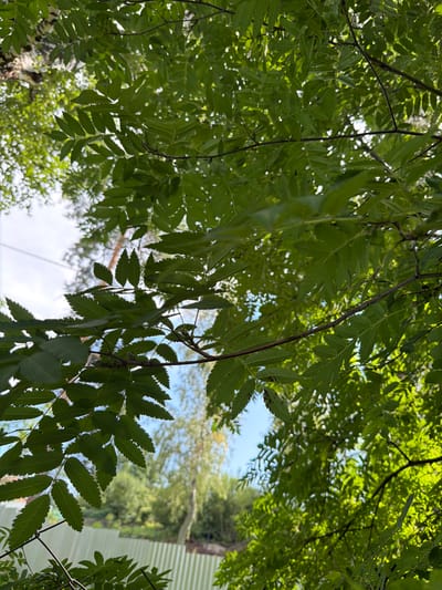 The image depicts a close-up view of green leaves and branches of a tree, likely a rowan tree, from a low-angle perspective looking upwards towards the sky. Sunlight filters through the foliage, creating a dappled effect and highlighting the serrated edges of the leaves. In the background, out of focus, are hints of a light-colored fence with vertical stripes, more greenery, and a bright sky. The overall impression is one of natural foliage against a bright, outdoor backdrop. While the image evokes a serene natural setting, there is no specific indication of its location within the city of Altayskiye Zori, Russia, or any discernible details about people, actions, or interactions.